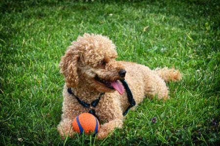 Things You Can Do to Keep Your Pet Healthy