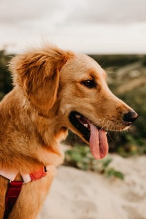 Tips for Keeping Your Dog Safe This Summer