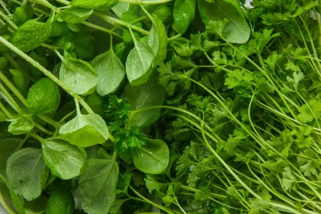 Unveiling the Incredible Health Benefits of Leafy Greens